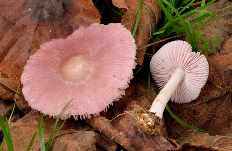 Rosa Rettich-Helmling (Mycena rosea) - © Michaela und Gernot Friebes